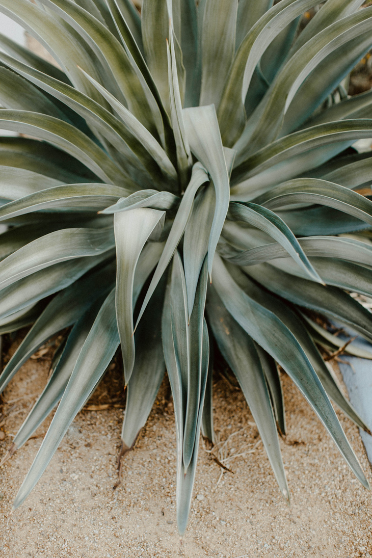 A Drying Plant